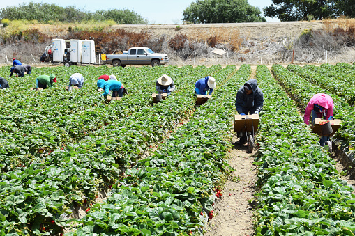Salinas, California, USA - June 30, 2015: Seasonal farm workers pick and package strawberries