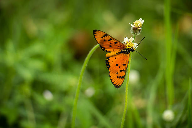 istock Closeup butterfly on flower (Common tiger butterfly) 490918876