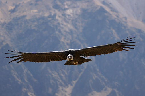 Name: Andean condor 