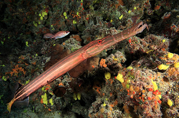 TRUMPETFISH/aulostomus chinensis stock photo