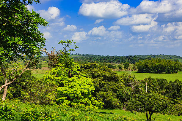 istock Colombia, South America - Los Llanos 490920520
