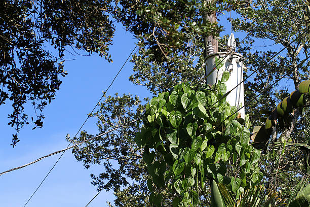 patate infestanti aria mosse overgrowing un palo trasformatore - invasive plant foto e immagini stock