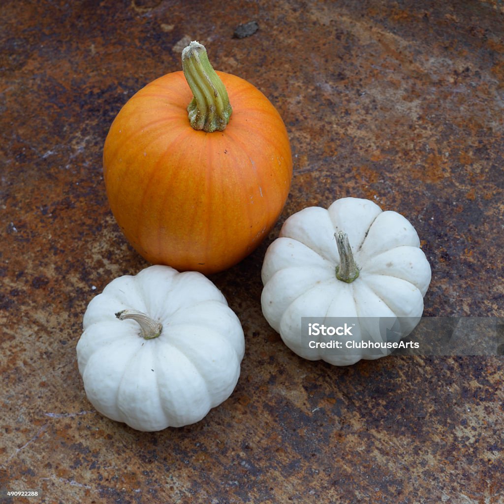 White and Orange Pumpkins in Rusty Wheelbarrow Fall pumpkin on rusty steel. 2015 Stock Photo