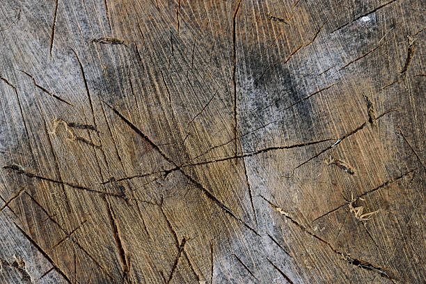 istock Sugar Maple (Acer saccharum) Splitting Block Detail 490922370