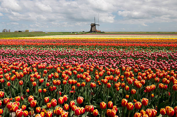 istock Tulip culture, Netherlands 490922374