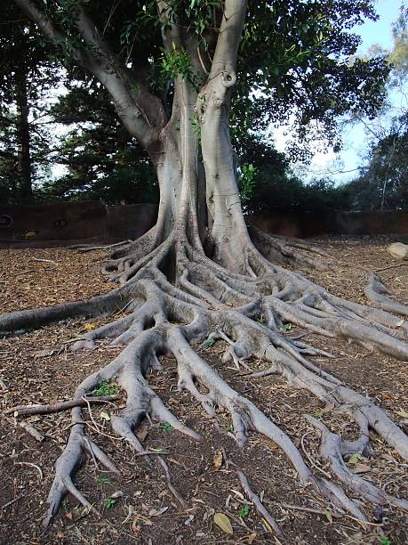 istock Outdoor plant in Australia 490922432