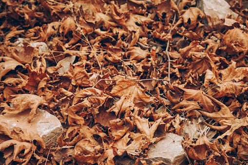 a pile of dry leaf litter on the ground.