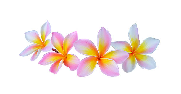 istock Pink  frangipani flower isolated white background 490922660
