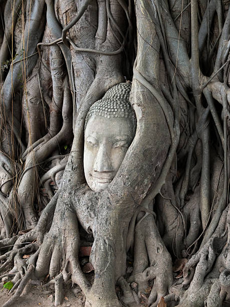 istock Head of Sandstone Buddha in The Tree Roots 490923398