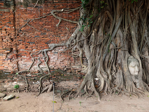 Wall Brick Head of Sandstone Buddha in The Tree Roots at Wat Mahathat, Ayutthaya, Thailand