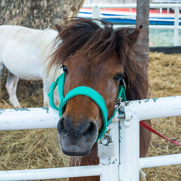 istock Closeup brown horse in stable cage 490924077