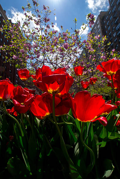 istock Spring Tulips on Park Aven in New York City 490925439