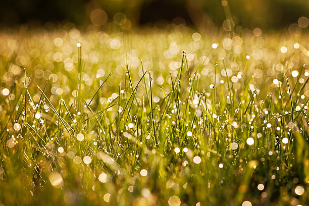 istock Fresh morning dew on spring grass, natural background 490925787