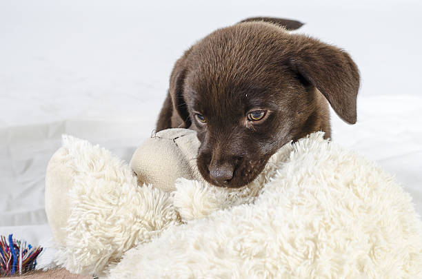 istock Puppy of labrador 490926049