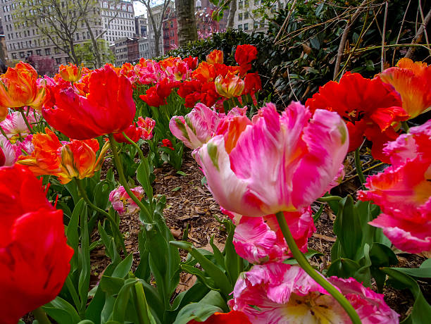 istock Spring Tulips on Park Aven in New York City 490926249