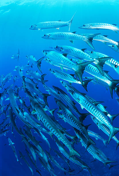 istock School of blackfin barracuda fish 490926735