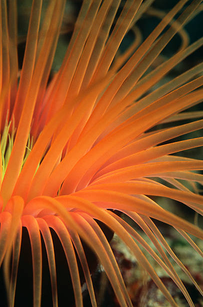 istock Orange tube anemone, close-up 490926741
