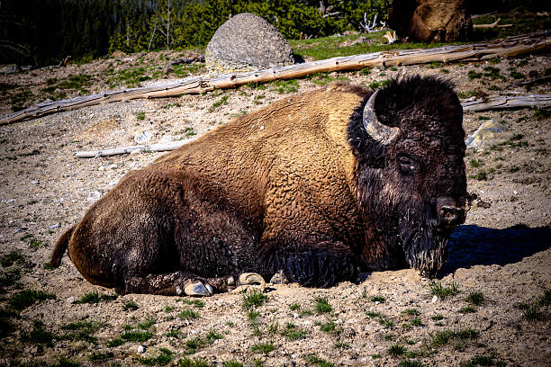 A bison is taking some rest near a lake in Yellowstone National Park