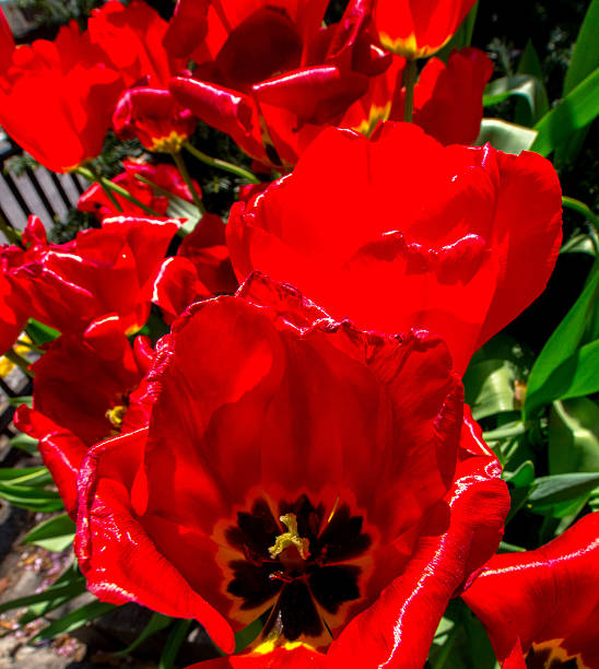 Spring Tulips on Park Aven in New York City