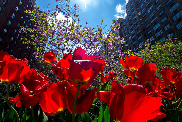 Spring Tulips on Park Aven in New York City