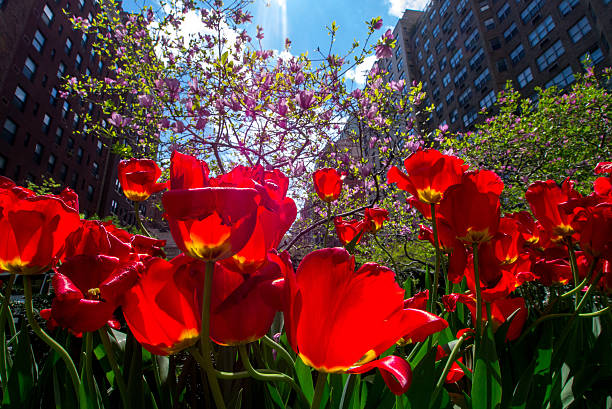 istock Spring Tulips on Park Aven in New York City 490927699