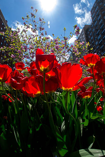 istock Spring Tulips on Park Aven in New York City 490927701