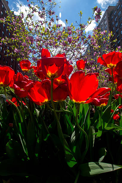 istock Spring Tulips on Park Aven in New York City 490927703