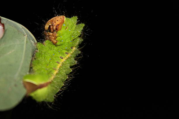 emperor pernyi caterpillar - moth silk moth night lepidoptera stock-fotos und bilder