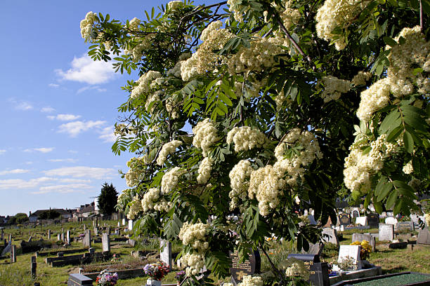 istock Creamy white spring blossom rowan tree Sorbus aucuparia 490928927