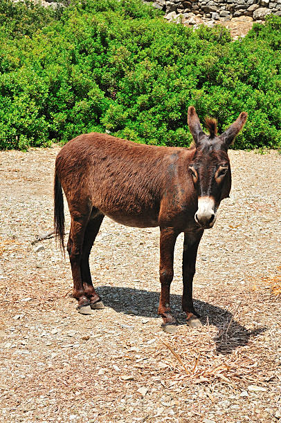 istock Donkey stands on a background of green bushes 490930207