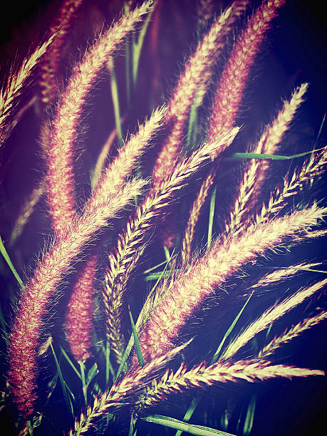 istock Beautiful flower in filter images 490930241