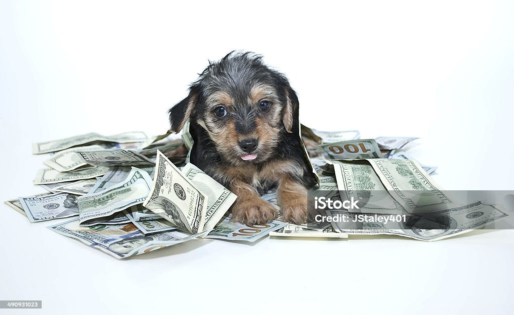 Silly Rich Morkie Puppy Silly Morkie puppy sticking out his tongue while laying in a pile of one hundred dollar bills. Dog Stock Photo