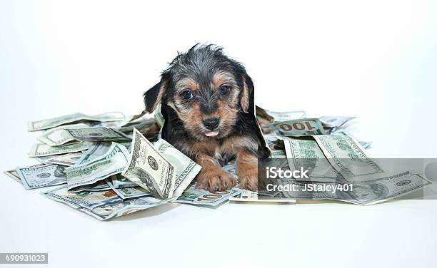 Silly Rich Morkie Puppy Stock Photo - Download Image Now - Dog, Millionnaire, Currency
