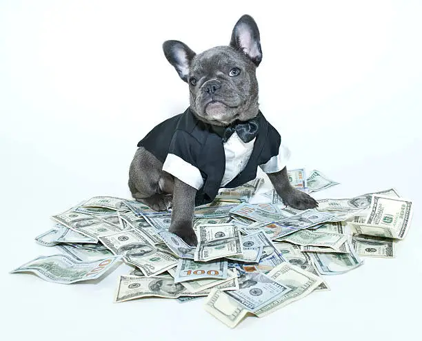 French bulldog puppy wearing a tux and bow tie sitting on a pile on one hundred bills.