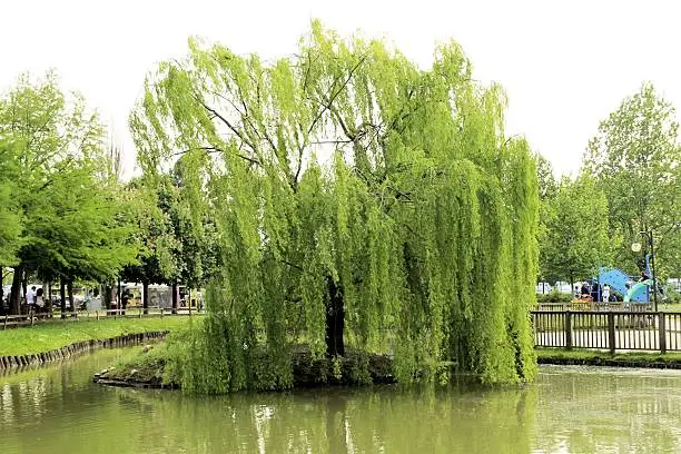 weeping willow on a small island in the pond