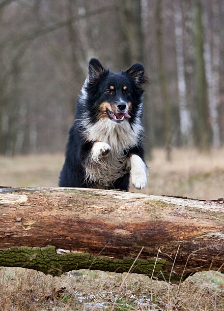 istock outdoor australian shepherd portrait 490931277