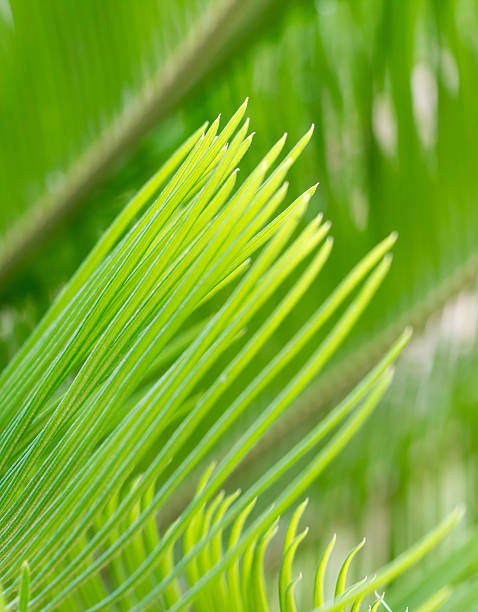 istock closeup green cycad leaf in spring time 490931331