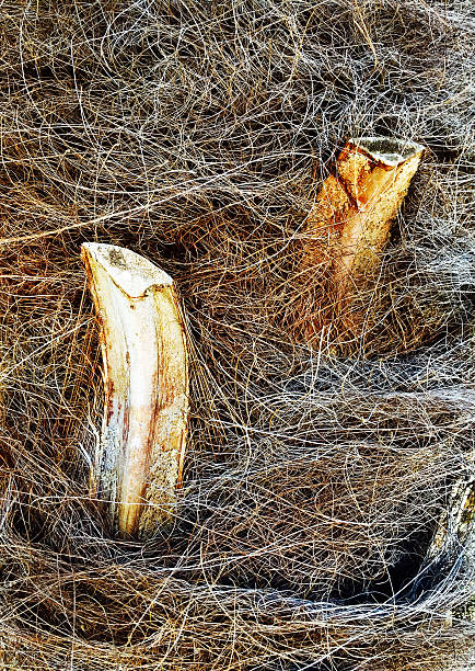 Detail of the bark of a palm trunk