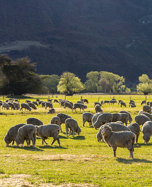 istock flock of sheep 490931686