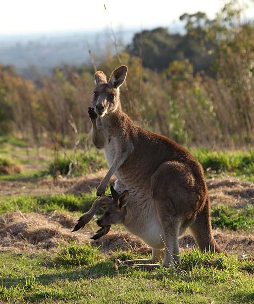 istock Female kangaroo with joey 490932102