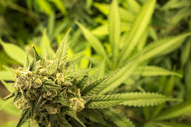 istock Close Up Marijuana Bud on Indoor Plant 490932264