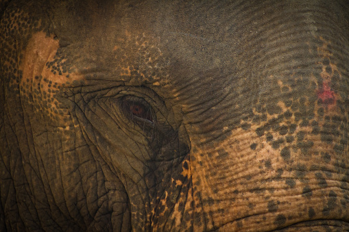 Elephant of Chitwan National Park, Chitwan, Nepal