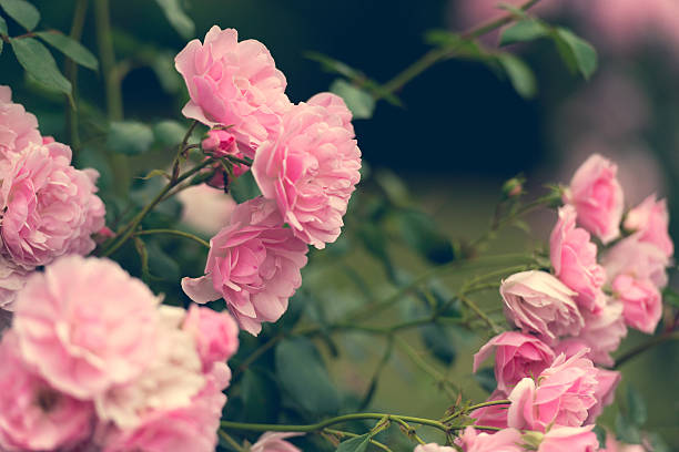 istock pink roses in the garden 490935796