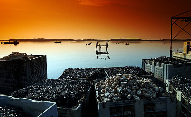 Oyster farming in the bay, Cotes d'Armor, Brittany, France