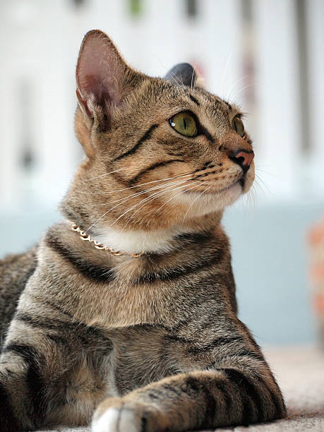istock Cute tabby cat lay down on the floor 490937108