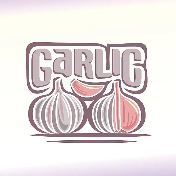 Vector illustration of Vector illustration on the theme of garlic