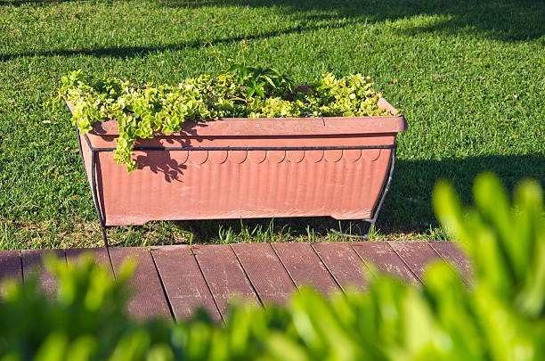 Ornamental plants growing in a pot in city park garden