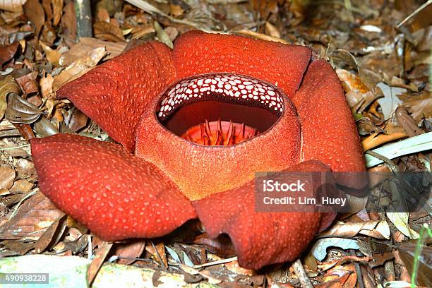 Rafflesia Arnoldii Stock Photo - Download Image Now - Rafflesia, 2015,  Biggest - iStock