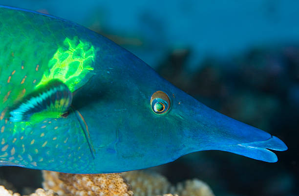 WRASSE / gomphosus varius stock photo