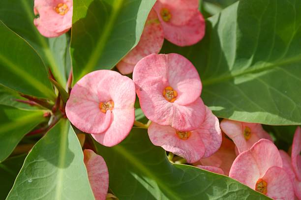 istock pink Euphorbia flower 490941238